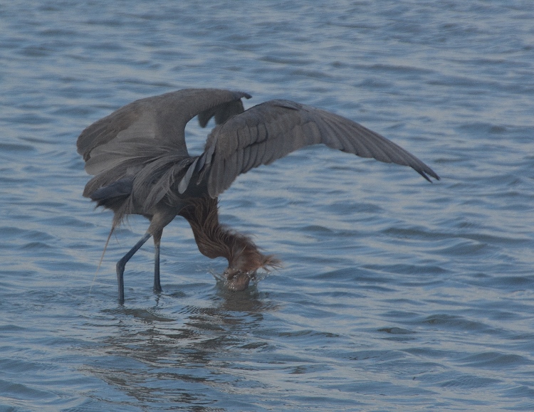 heron in water 